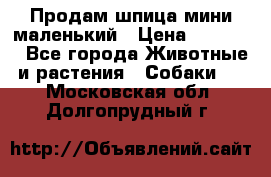 Продам шпица мини маленький › Цена ­ 15 000 - Все города Животные и растения » Собаки   . Московская обл.,Долгопрудный г.